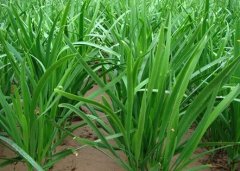 ɱ��ʳ�����Щ�߲�Ҳ�������ɱ�����ã�ͼ��