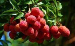 7��ʳ��ʳ�÷����������Ƕ�ҩ ���裨ͼ��