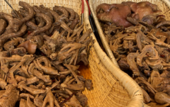 ��ɫһζ���˷Ѷ���