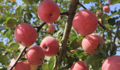 �崨�Ͱ�ˮƻ���ĸ���