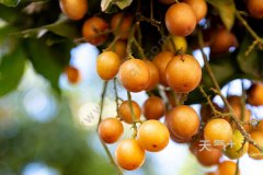 �㶫��ʲô�ز�ˮ�� �㶫�ز�����Щˮ��