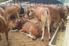 ��ֳ��ţʲôƷ�ֺ� ��ô��ţ����Ӫ��