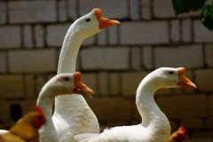 ��ũ����ֳʲô�� ���������Ǯһ��