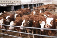 ũ����ֳҵʲô�з�չ �ʺ�ũ�����ֳ��Ŀ