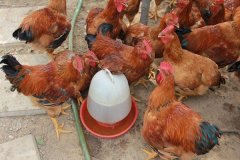 ��ũ����ֳʲô�ã��ʺ�ũ����ֳ�Ķ�������Щ��