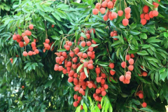 ��ɽ��֦��μ��� ��ɽ��֦���˶���Ǯ